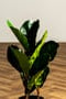 Φίκος Φυτό Τεχνητό Plant 50cm