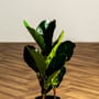Φίκος Φυτό Τεχνητό Plant 50cm